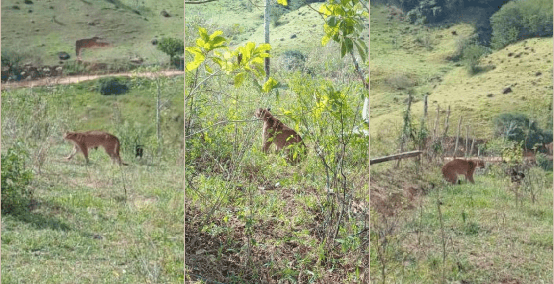 Onça-parda é avistada na zona rural de Santa Maria Madalena