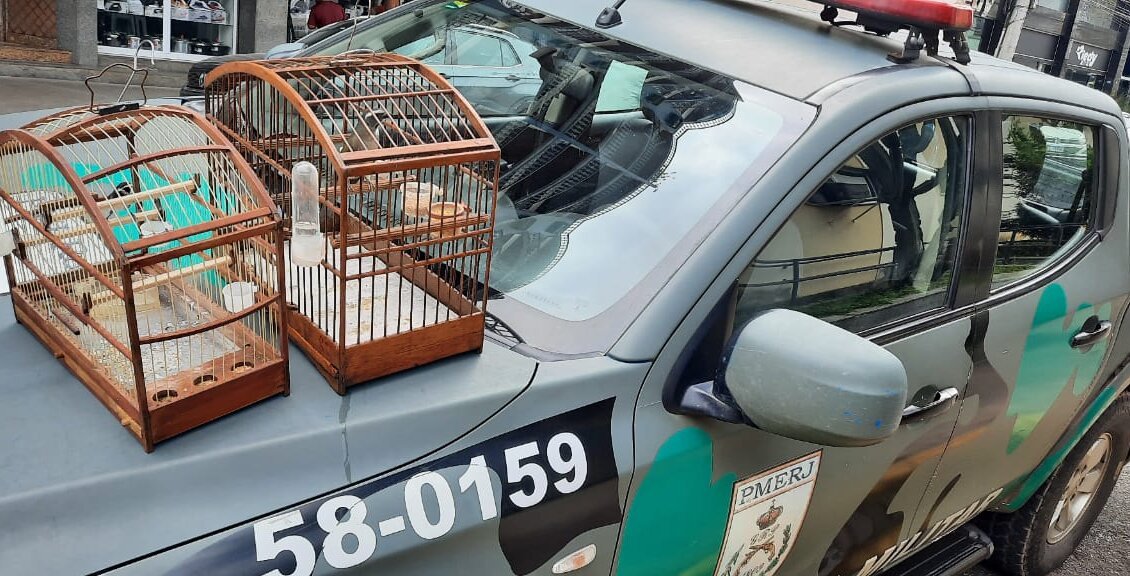 PM apreende pássaros silvestres no São José, em Cantagalo