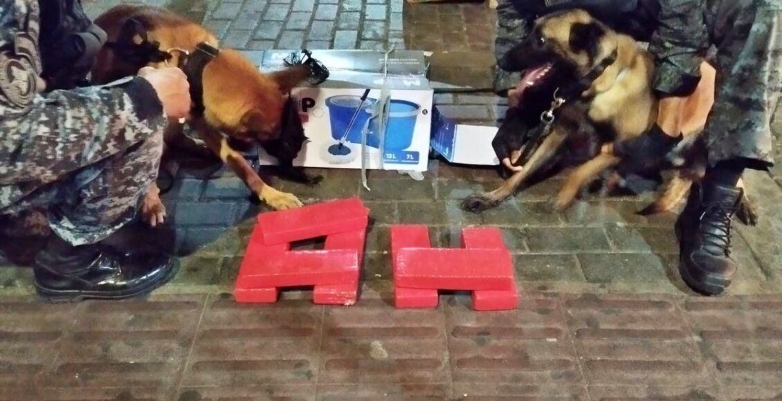 Cães localizam droga em bagageiro de ônibus na rodoviária de Macaé