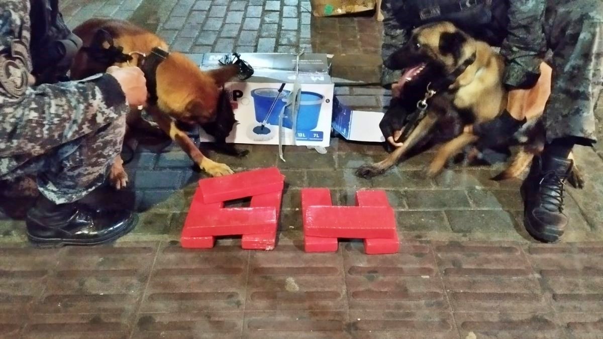 Cães localizam droga em bagageiro de ônibus na rodoviária de Macaé