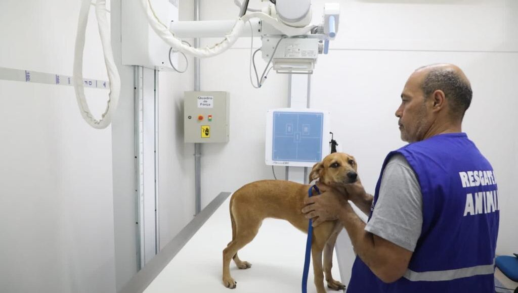 Agora é lei: Rio de Janeiro terá rede pública de hospitais veterinários