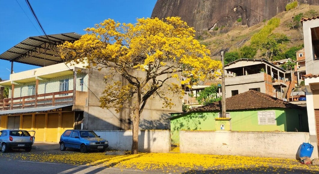 Beleza do ipê-amarelo encanta moradores de Manoel de Moraes, em Santa Maria Madalena