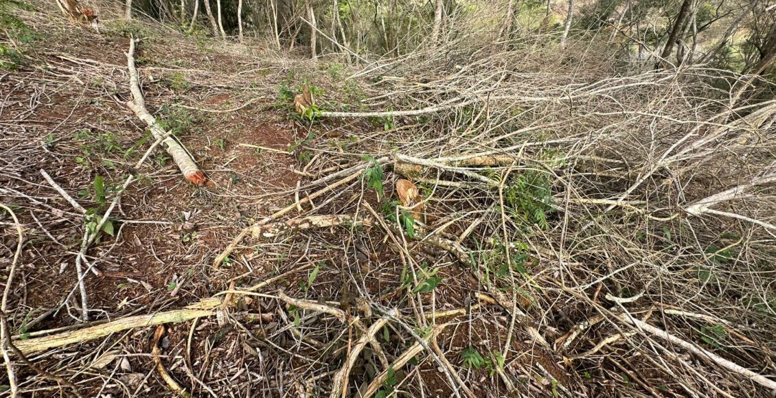 Polícia Ambiental flagra desmatamento em distrito de Trajano de Moraes
