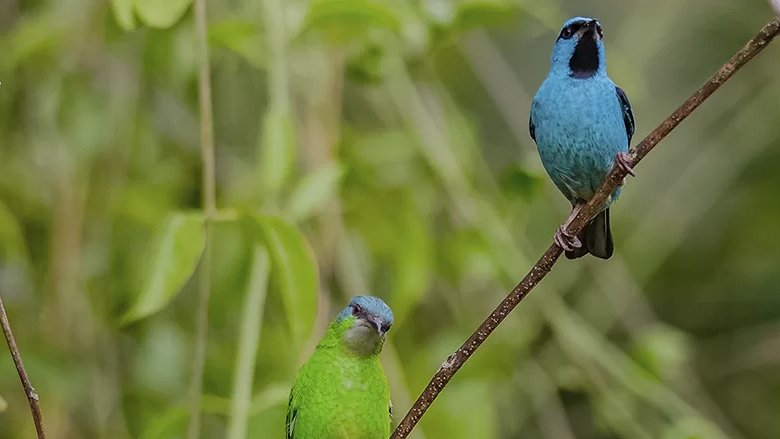 Saí-azul, a ave azul apreciável nos quintais da Região Serrana do RJ