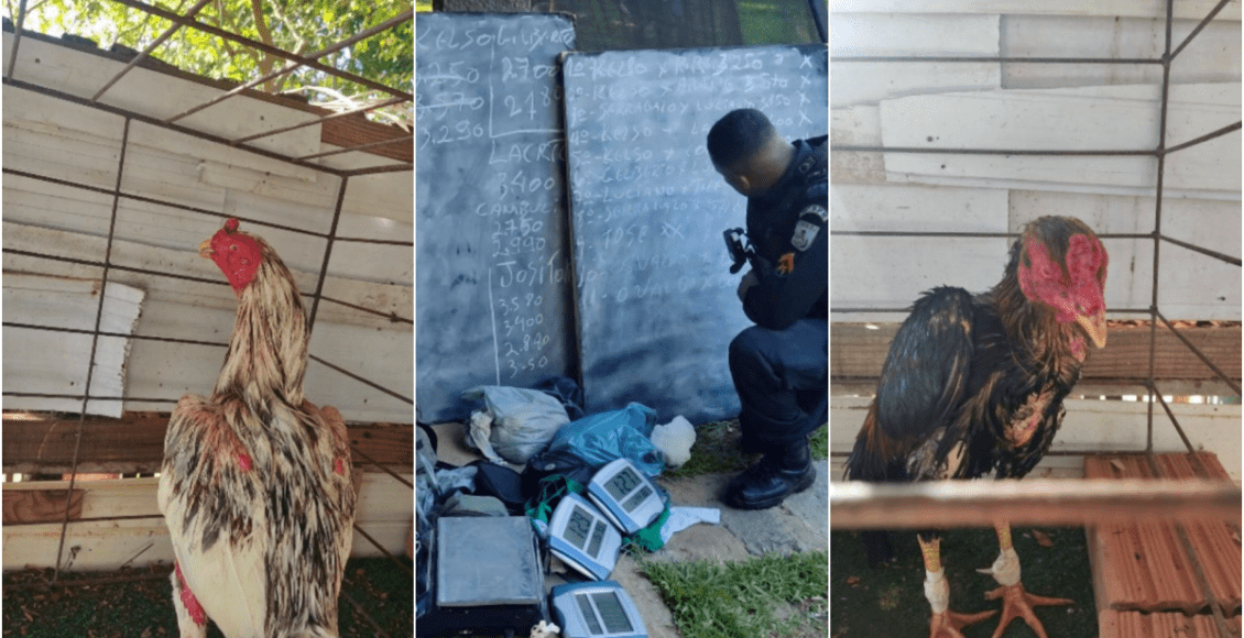 PM fecha rinha de galo na zona rural de Cambuci