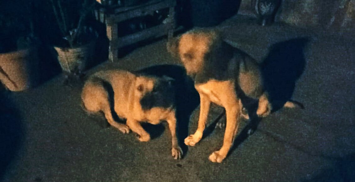 Prefeitura de Cordeiro notifica moradoras por alimentarem cães de rua