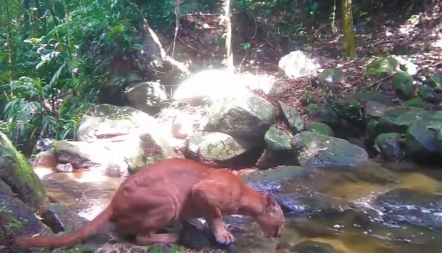 Onça-parda é flagrada bebendo água em parque de Cachoeiras de Macacu