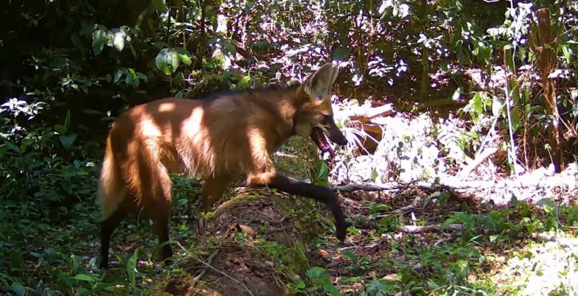 Vídeo: Armadilha fotográfica flagra lobo guará em Cachoeiras de Macacu
