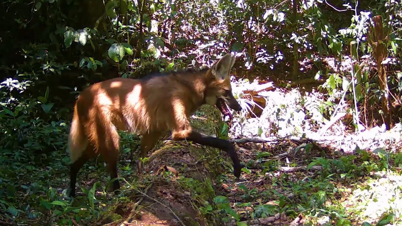 Vídeo: Armadilha fotográfica flagra lobo guará em Cachoeiras de Macacu