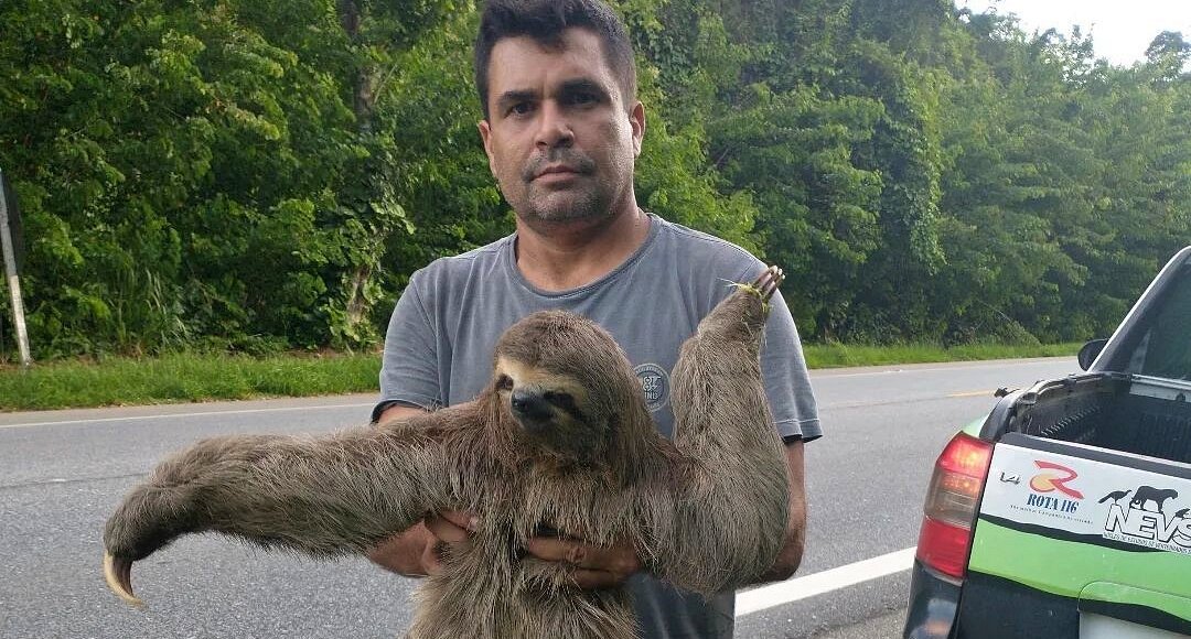 Vídeo: Bicho-preguiça é resgatado às margens da RJ-116