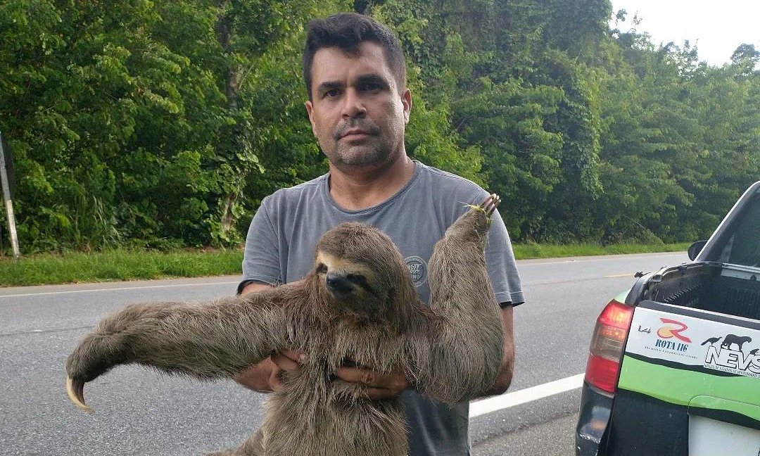 Vídeo: Bicho-preguiça é resgatado às margens da RJ-116