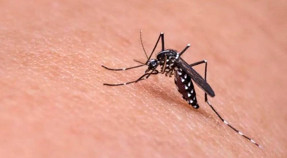 Dengue no RJ: número de casos é 6 vezes maior do que o esperado