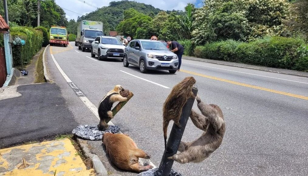 Blitz conscientiza motoristas sobre atropelamento de animais em Friburgo