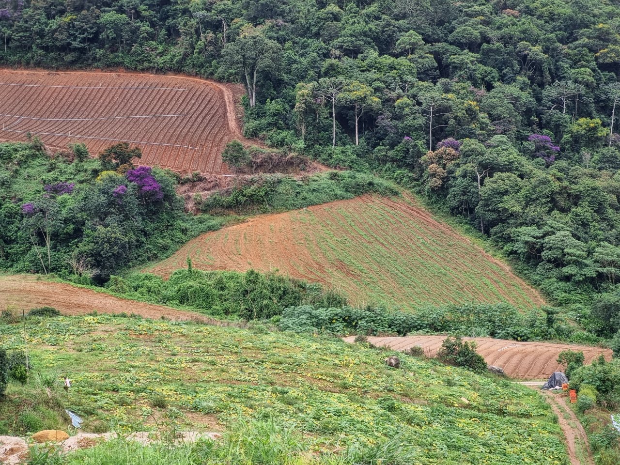 Documentário mostra agricultura familiar na histórica Fazenda Rio Grande 4 Campo do Coelho é o maior produtor de couve-flor da América Latina. Acervo pessoal