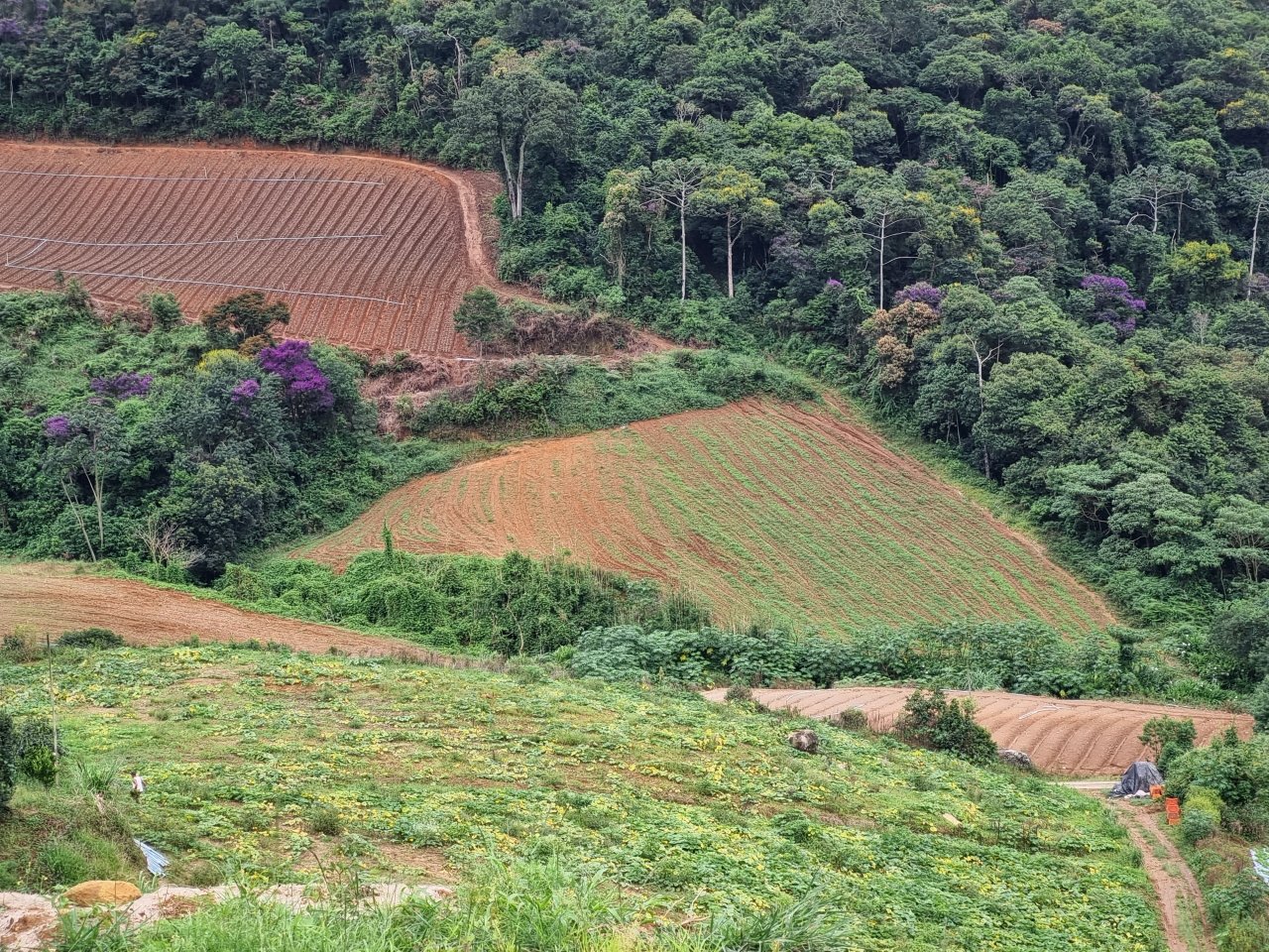 Campo do Coelho é o maior produtor de couve-flor da América Latina. Acervo pessoal