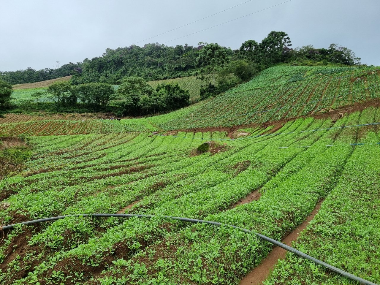 Campo do Coelho produz quase 150 itens entre hortaliças e legumes. Acervo pessoal.