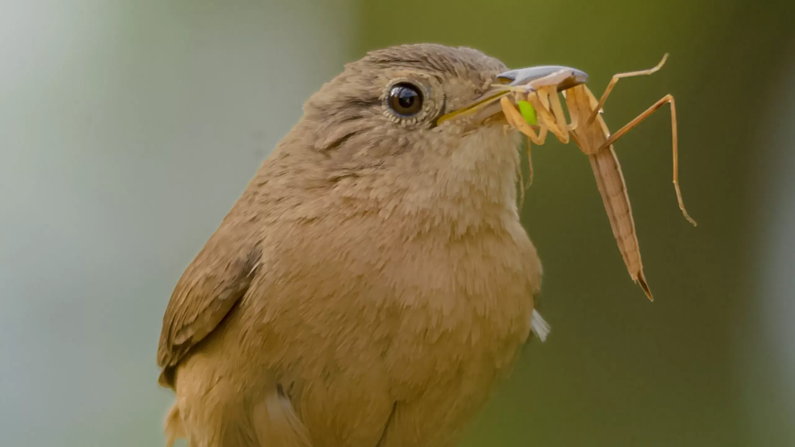Corruíra: a pequena ave curiosa presente na região serrana do RJ
