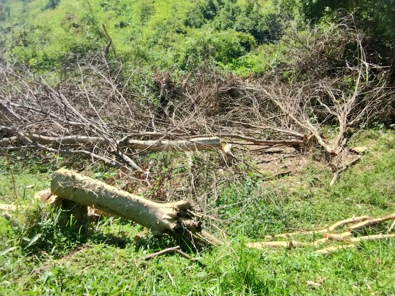 Polícia Ambiental encontra desmatamento em APP em São Sebastião do Alto