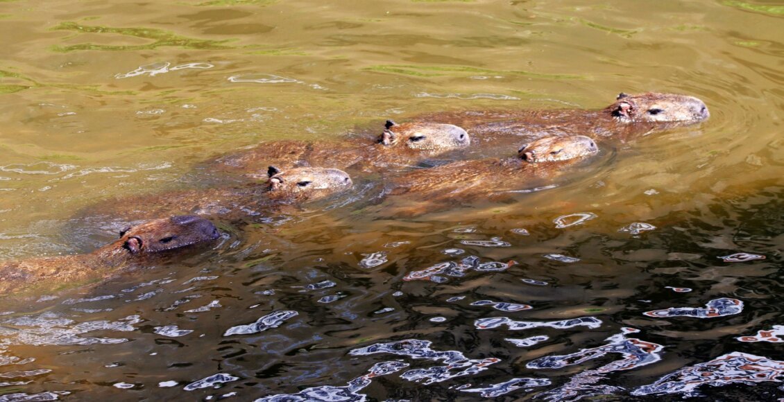 Família de capivaras é flagrada curtindo o Rio Bengalas, em Nova Friburgo