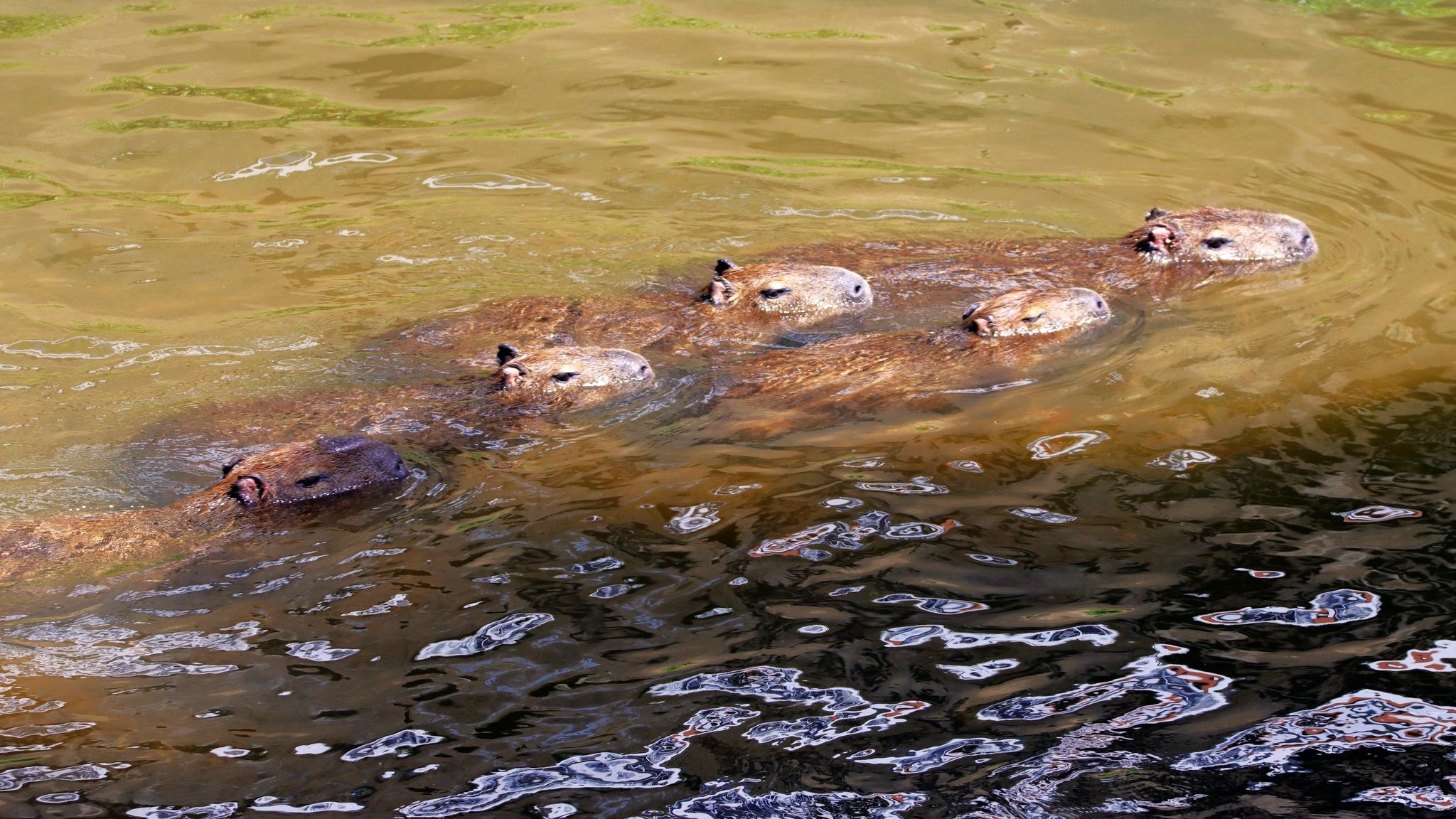 Família de capivaras é flagrada curtindo o Rio Bengalas, em Nova Friburgo
