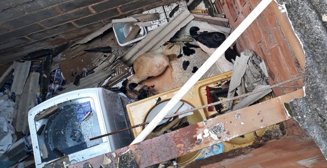 Vaca cai em telhado de casa e mobiliza resgate em Cordeiro