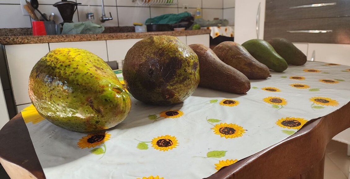 Produtor rural de Santa Maria Madalena colhe abacates gigantes