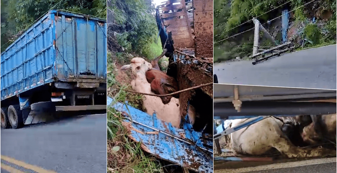 Caminhão carregado com bois atinge poste e mata animais em Cantagalo