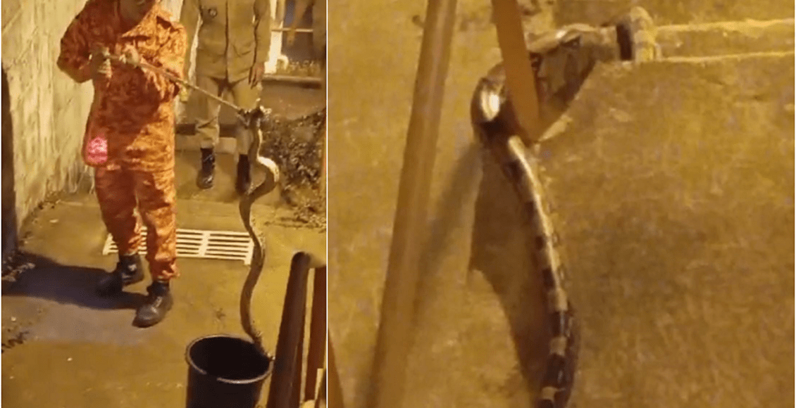 Cantagalo: Bombeiros capturam jiboia no escadão do Parque das Árvores