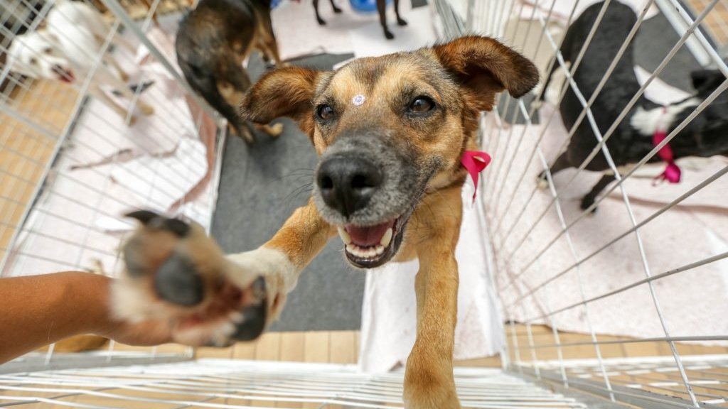 Feira de adoção de animais contece no próximo domingo em Cordeiro