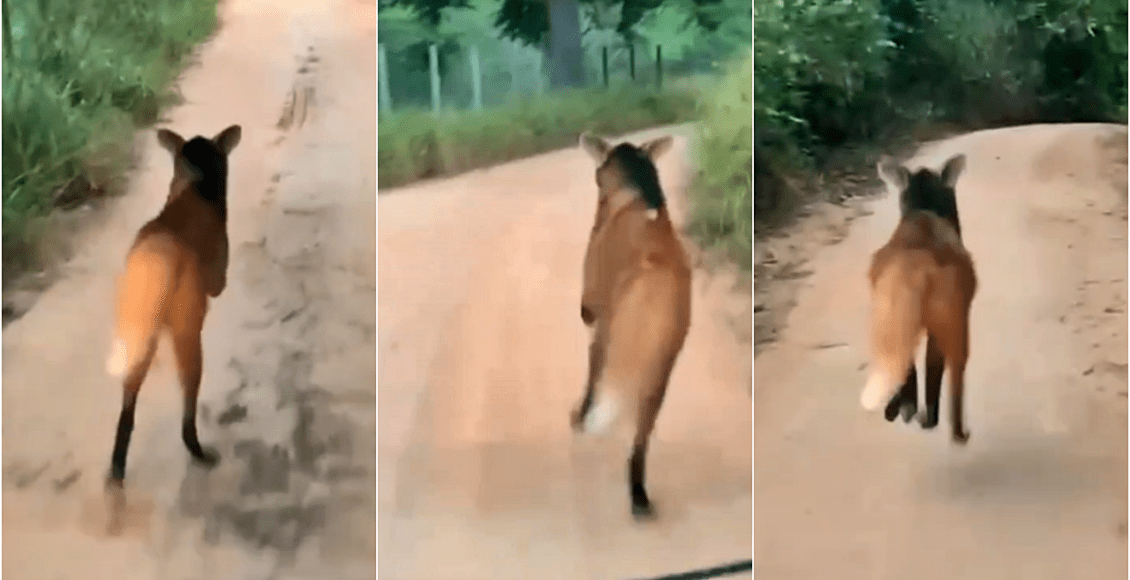 Vídeo: Alunos em kombi escolar filmam lobo-guará em Cantagalo