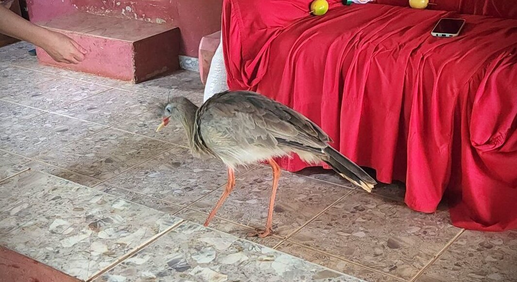 Vídeo: Seriema é amiga de família em Santa Maria Madalena