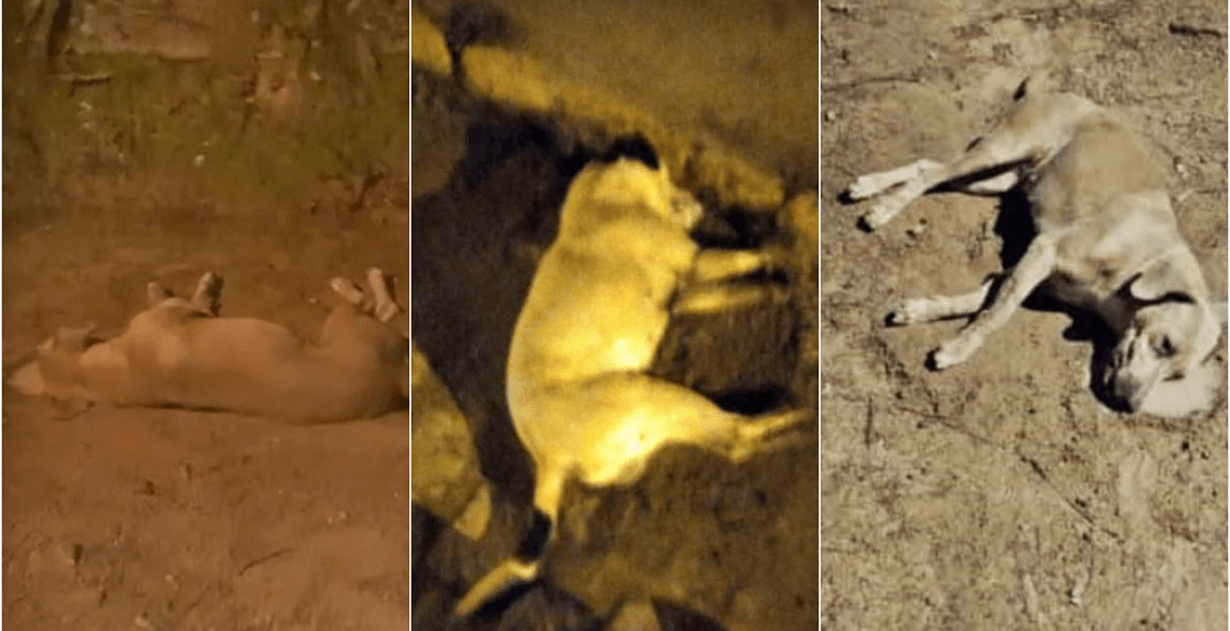 Animais continuam sendo mortos por envenenamento em Cantagalo