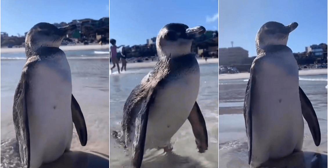 Vídeo: Pinguim aparece em praia de Arraial do Cabo
