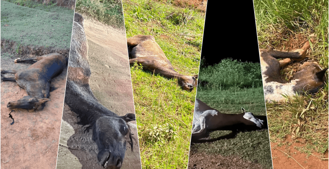Novas denúncias apontam sequência de animais mortos em Macuco