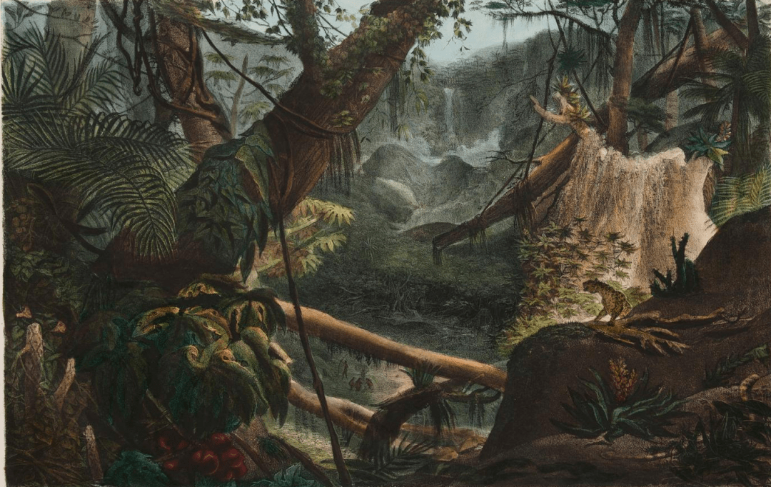 Sertão do Macacu: história e formação da região serrana fluminense 3 Vale da Serra do Mar 1834 Jean Baptiste Debret. Acervo BN