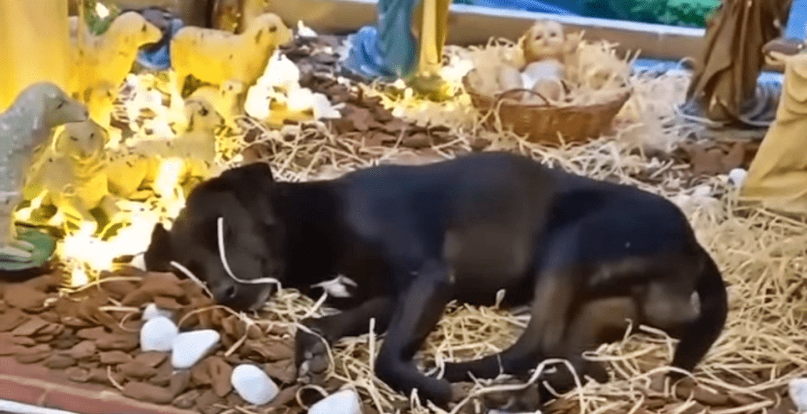 Vídeo: Cãozinho é flagrado dormindo em presépio do jardim de Cantagalo