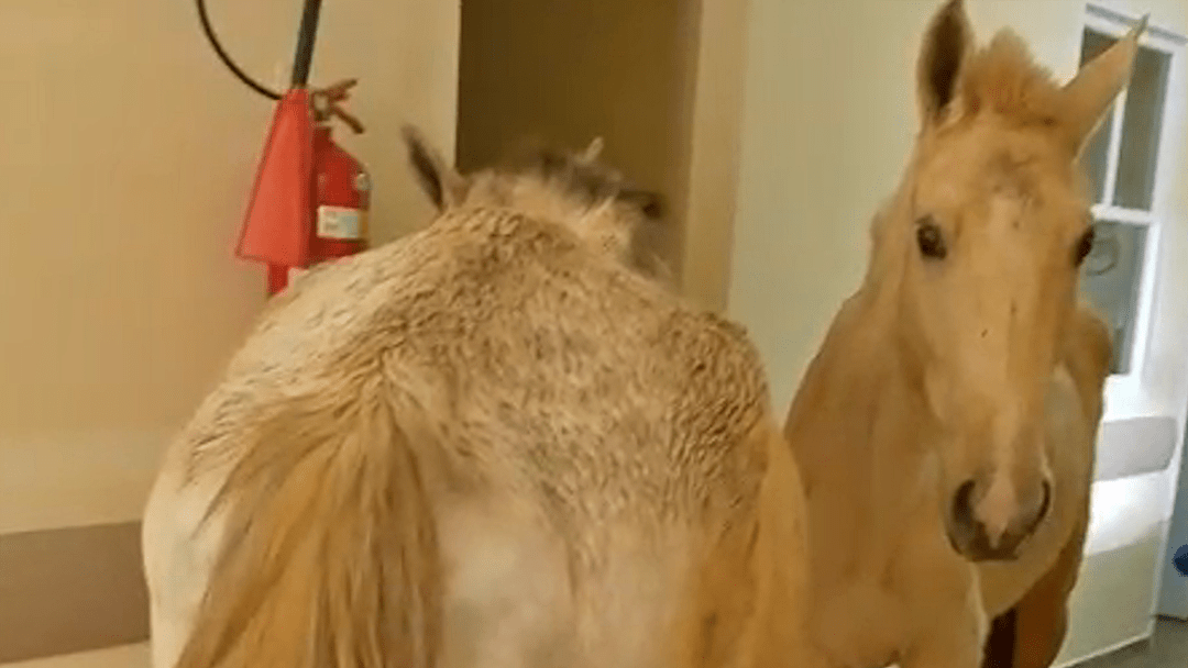 Vídeo: Cavalos invadem hospital em Trajano de Moraes e geram espanto 1 cavalo trajano