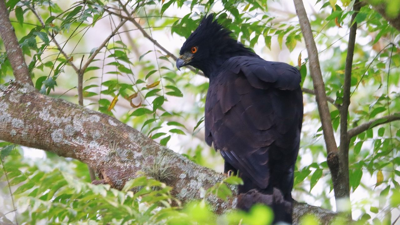 Gavião raro surpreende fotógrafo em plena área urbana de Nova Friburgo 1 jalmirez