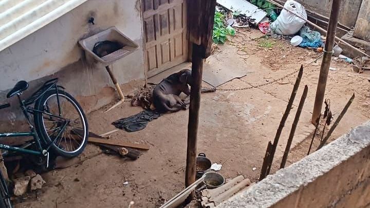 Polícia Civil prende homem de 60 anos suspeito de envenenar cão em Macuco 1 macuco maus tratos