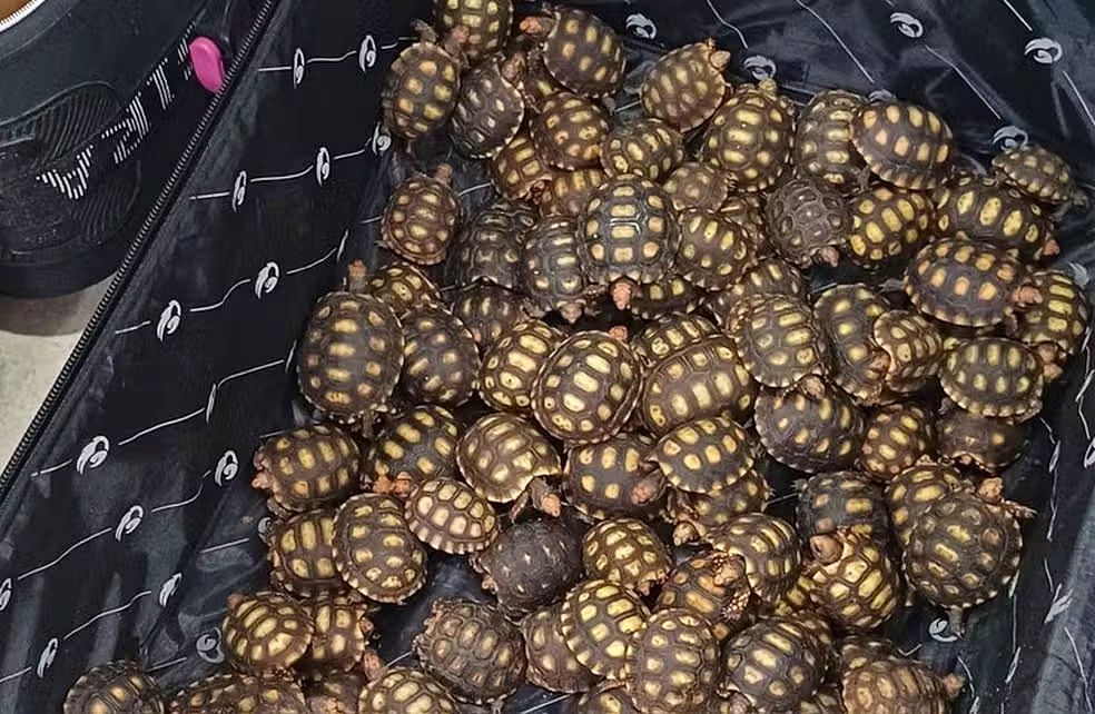 jabutis