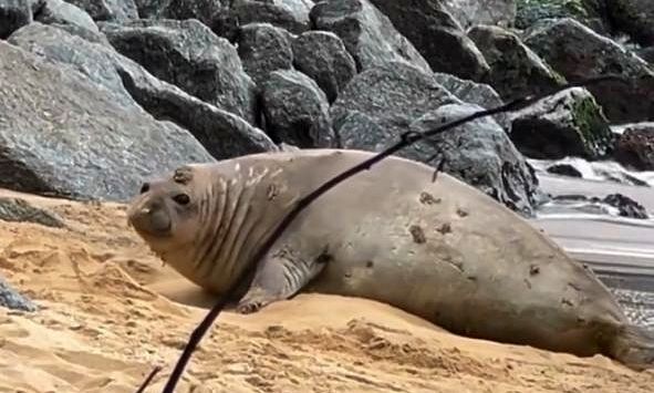 Elefante-marinho descansa na Praia da Imbetiba e encanta moradores de Macaé