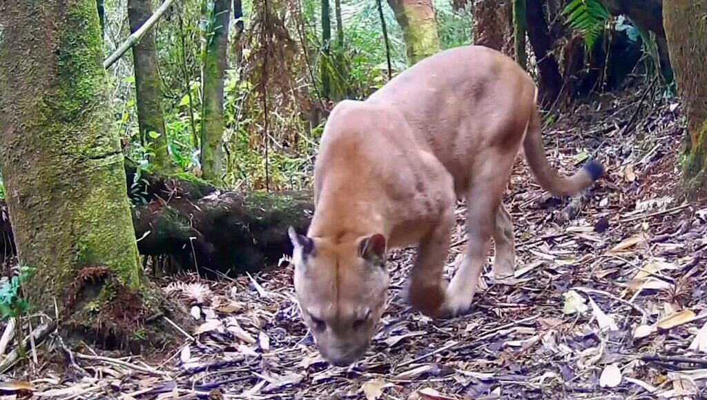 Vídeo flagra onça-parda caçando catetos no Parque dos Três Picos