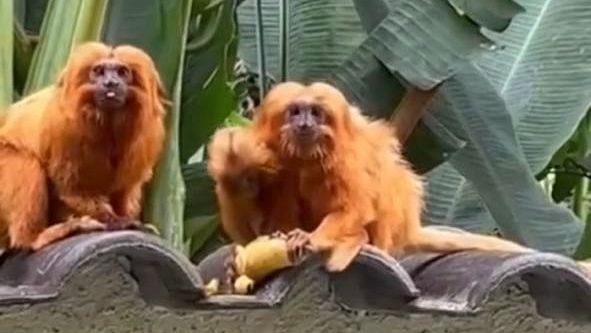 Mico-leão-dourado volta a habitar as matas do Rio de Janeiro