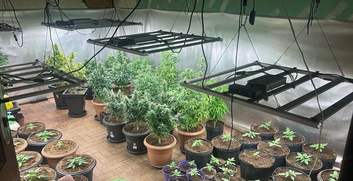 Plantação de morangos servia de cobertura para esquema de tráfico em Nova Friburgo