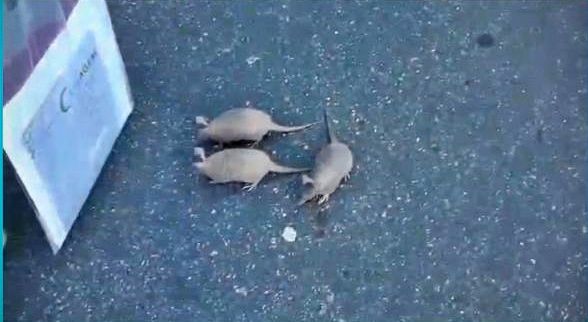 Filhotes de tatu interrompem trânsito na RJ-182, em Santa Maria Madalena