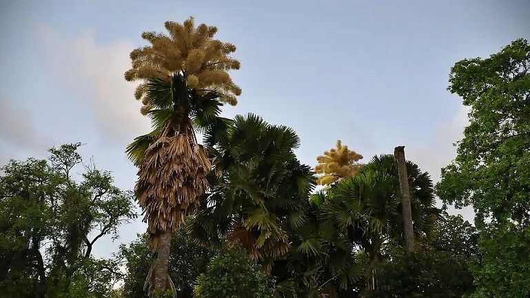 Espécie que floresce só uma vez exibe espetáculo único no Rio de Janeiro