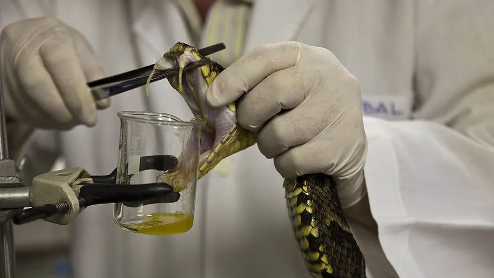 Rio de Janeiro retoma fabricação de soros contra animais peçonhentos