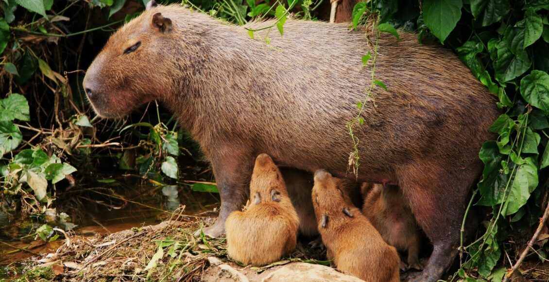 capivara alimentando filhotes