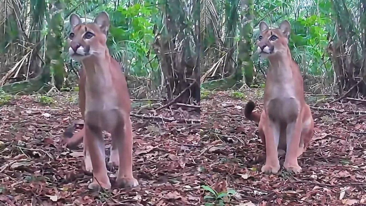 Onça-parda senta em frente à câmera e mostra sua beleza em Nova Friburgo
