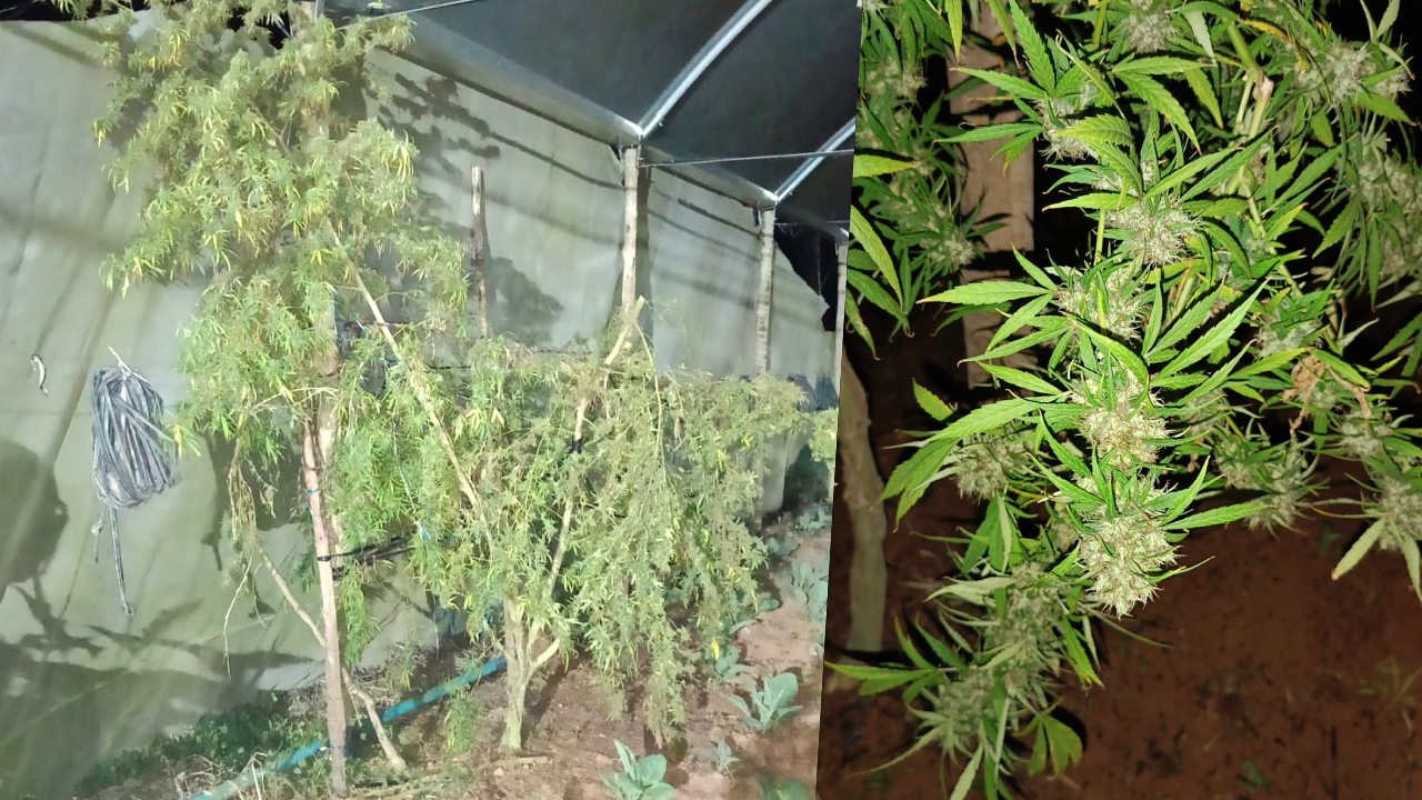 Polícia flagra cultivo de maconha e detém dois homens em Nova Friburgo